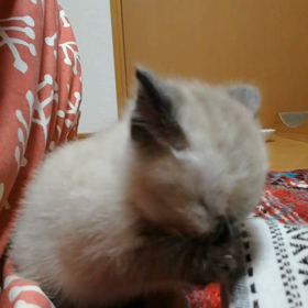 ドライフードかウェットフードかの画像