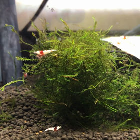 パウダー！の画像