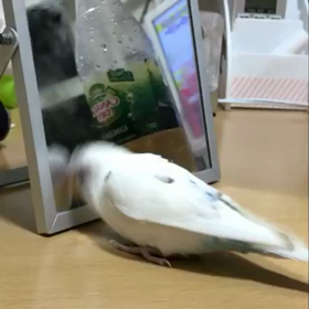 低くてせまーいところが大好きなんだってことの画像
