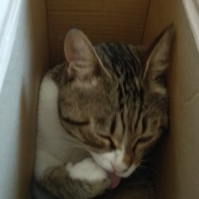 猫吉のお気に入り( ≧∀≦)ノの画像