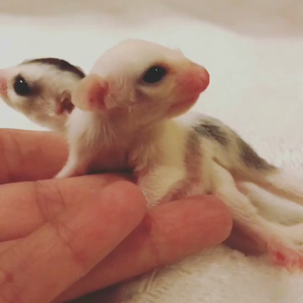 飼い主さん募集です✨✨の記事動画