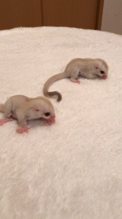 新しい飼い主さんの元へ✨✨の記事動画