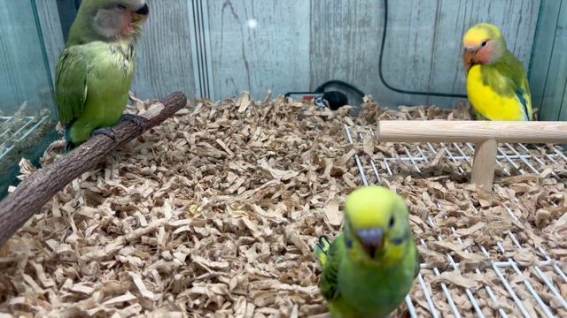 ニトリとスシローとコジマにての記事動画