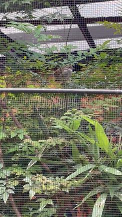 母と公園へ散歩、買い物への記事動画