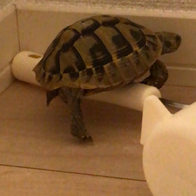 チャンチャンとチャンリの生活7日目の画像