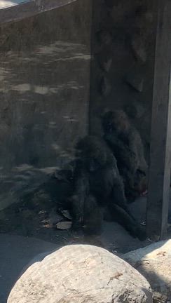 真夏の動物園はここがおすすめ！の記事動画
