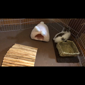 だっしゅだっしゅ◡̈の画像