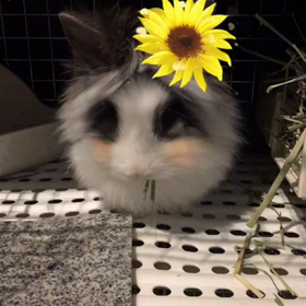 ちゃんた3ヶ月◡̈の画像