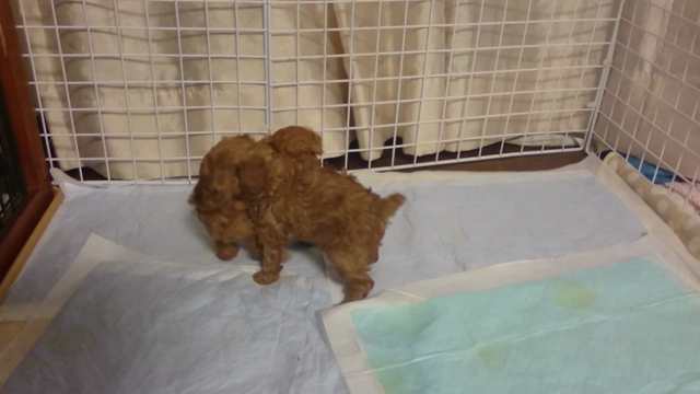 一ヶ月の赤ちゃん犬の記事動画