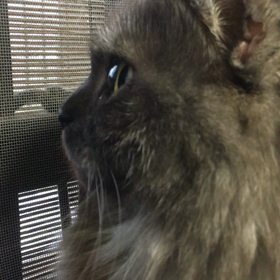 メグと集中豪雨の画像