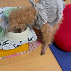 チャピの介護生活その後の画像