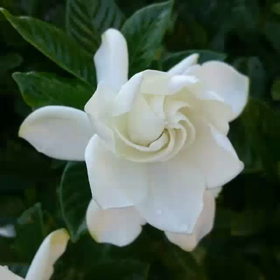 クチナシと紫陽花と可愛い子供達の画像