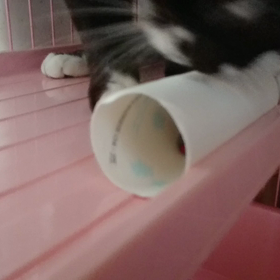 手作りオモチャと保護猫れいちゃんの画像