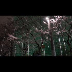 夜桜&ツツジ開花そして寝  落ち(=^・^=)の画像