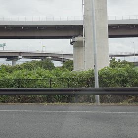 黄色いススキの画像