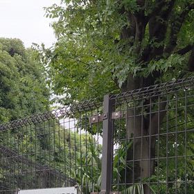 初蝉の鳴き声？の画像