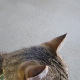 chappyさん、雷鳴が気になっての画像