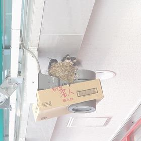 もう一つの巢、巣立ち近い？の画像