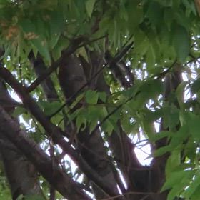 ツクツクボウシが鳴きだしたの画像