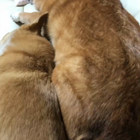 夢の画像