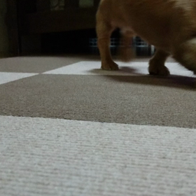 格安SIM♪と犬のあるあるーの画像