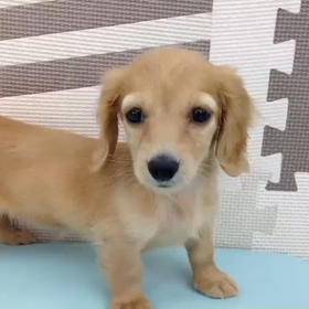 新しい家族に保険は必要？の画像