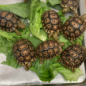 ヒョウモンガメの画像