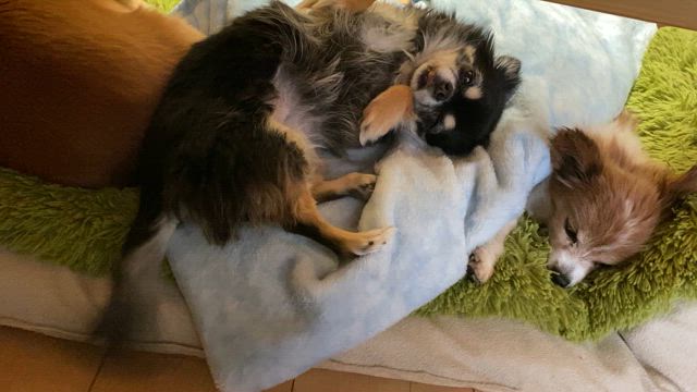 泣いたところで。の記事動画
