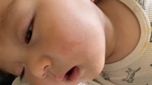 いるような、いないような。の記事動画