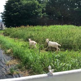 明日はリボンレイ(土曜開催)の画像