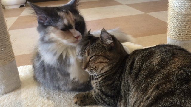 猫同士でラブラブ♡の記事動画