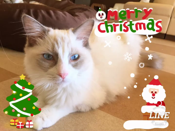 猫クリスマスの記事動画