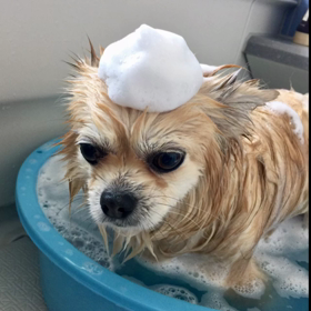 チャタのおしゃべり in お風呂の画像