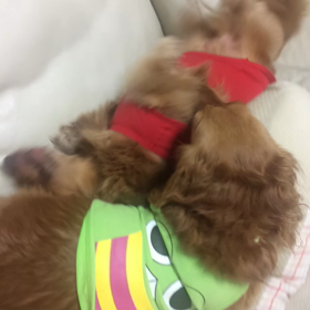 可愛いやろの画像
