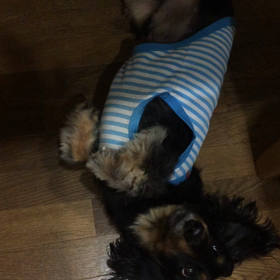 しっぽふる。の画像