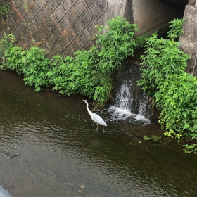 プチ更新の画像