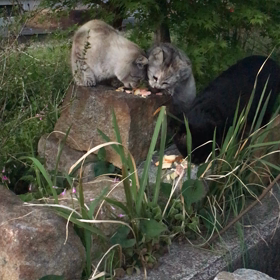 ちょっと更新が・・・ごめんなさいですの画像