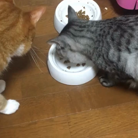 うそーの画像