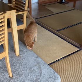 2024/08/24今週のハナの画像