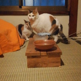 猫のごはん　スープ食をとりいれての画像