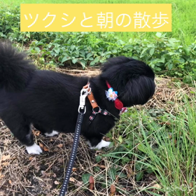久しぶり朝のお散歩の画像
