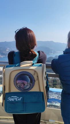 わんことお出かけ♪トイプー初めての飛行機旅の記事動画