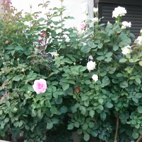 垣根にさいた赤いバラ白いバラの画像