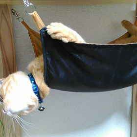 ハンモック～(^_^)ﾉの画像
