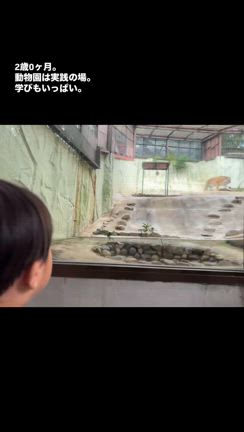 【2歳0ヶ月10日/741日】At the zooの記事動画
