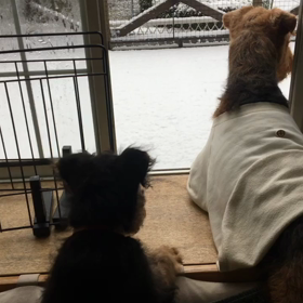 また雪ですの画像
