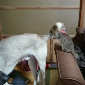 ももの助にいたんとびびたんと一緒に！の画像
