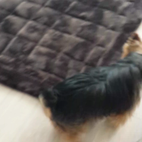ガムの画像