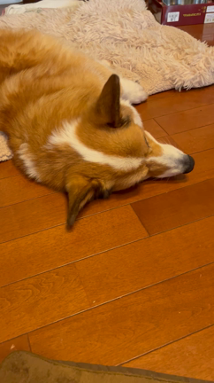我が家の愛犬は15歳の記事動画