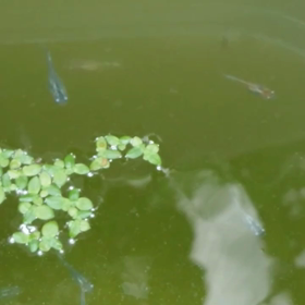 今日のメダカ第４弾の画像